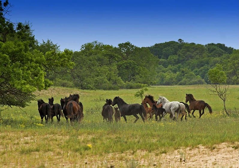 Excursie de 8–10 ore în Delta Dunării