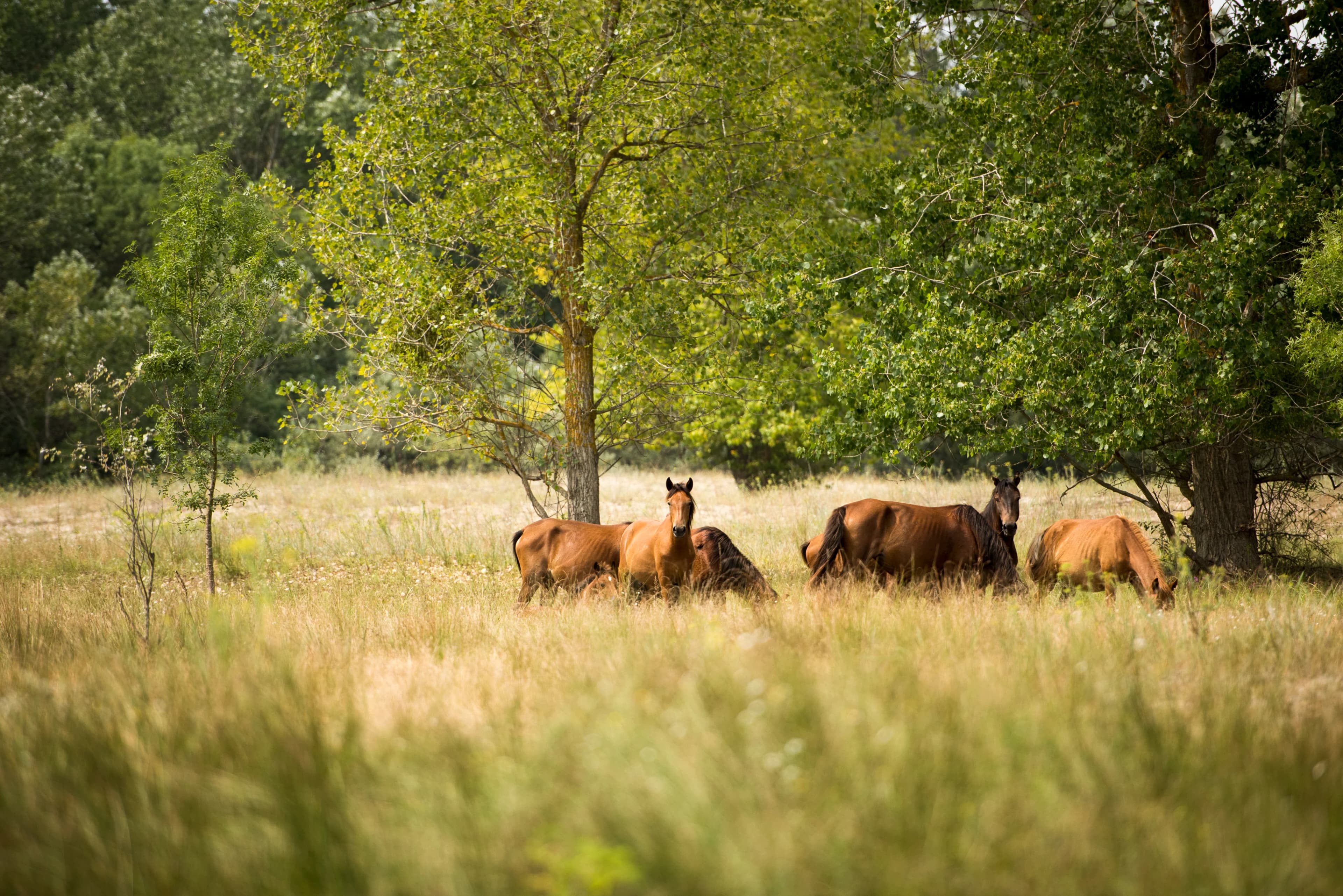 Cele mai frumoase atracții din Delta Dunării și Tulcea